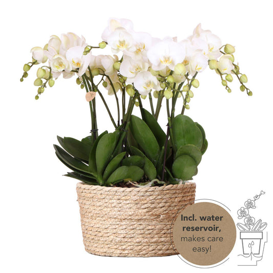 Witte orchideeënset in rieten mand - 3 witte orchideeën 12 cm - Monoboeket wit + zelfvoorzienend waterreservoir.