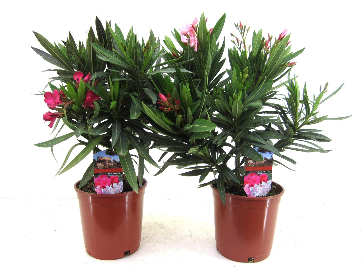 Nerium Oleander Bush Mix - 2 Pieces - Pot size 17cm - Height 50cm