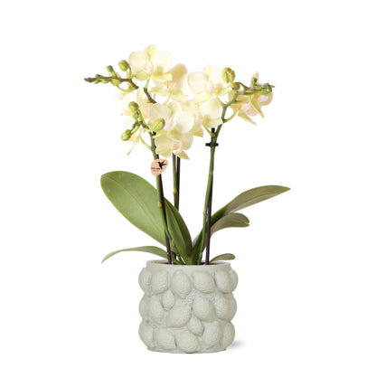 Gele orchidee – Mexico + Groene citruspot – Potmaat 9 cm – Hoogte 40 cm