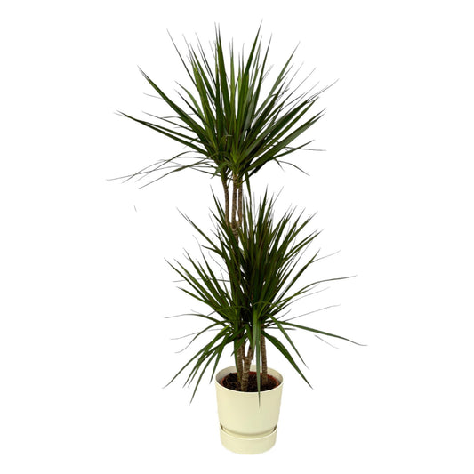 Dracaena Marginata - Height 120cm - Pot size 21 cm including ELHO Greenville Round White D24xH23