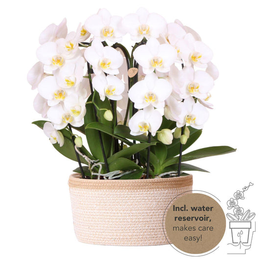 White Mono Orchid Set in Cotton Basket + Self-Sustaining Water Reservoir