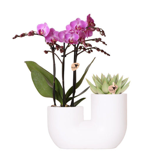 Set van roze orchideeën witte buis decoratieve pot - potmaat 9cm