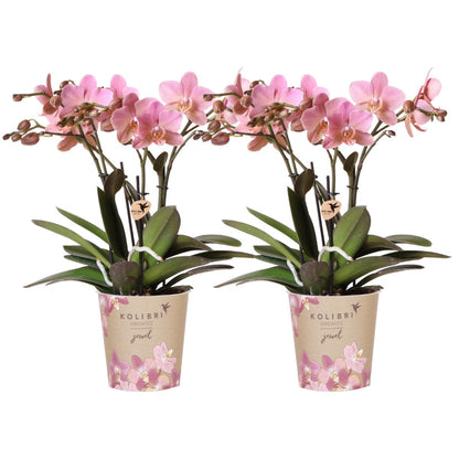 COMBI DEAL of 2 pink Orchids - Treviso - pot size  12cm