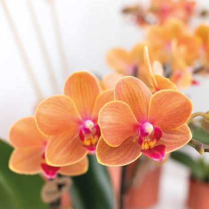 Oranje Phalaenopsis Orchidee - Mineral Bolzano - potmaat 9cm