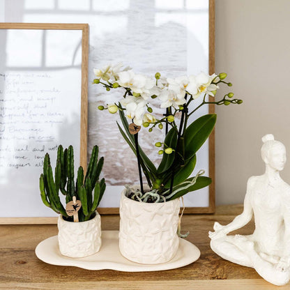 Plant set Star Fish small - White Orchid Lausanne + Succulent Incl. ceramic pots + white organic tray