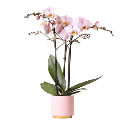 Roze Orchidee Kikion in Roze Gouden Voet Decoratieve Pot - Potmaat 12cm