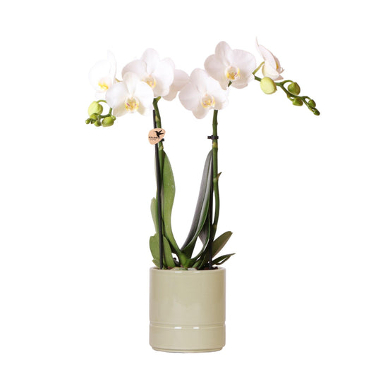 White Orchid - Amabilis + Pastel Pot Green - Pot Size 9cm