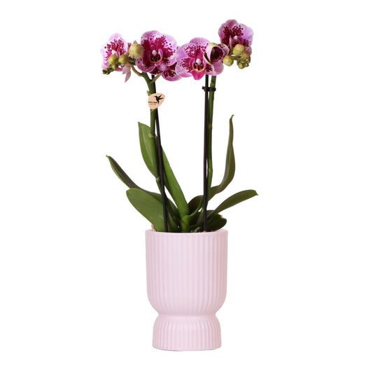 Roze Paarse Orchidee - El Salvador + Diabolo Roze - Potmaat 9cm