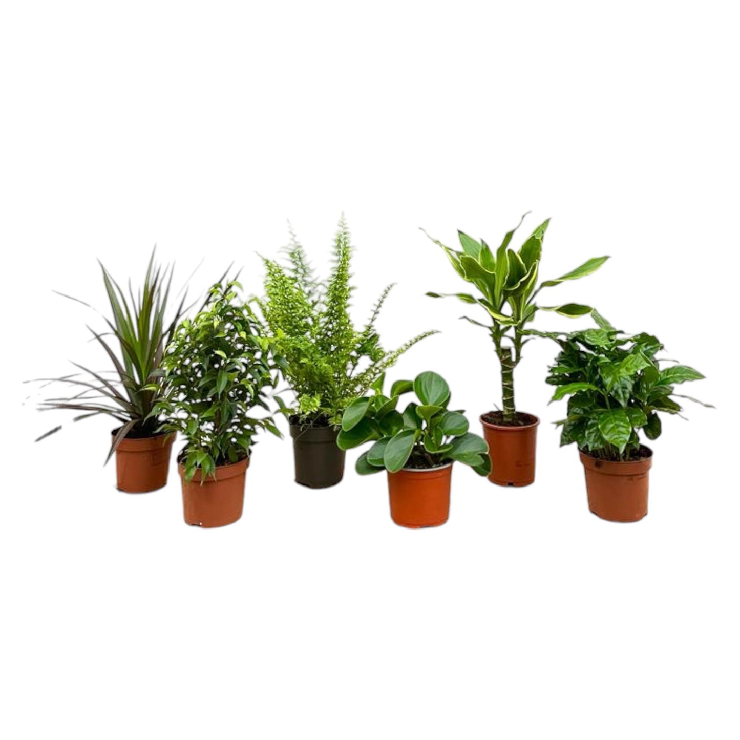 Suprise Box - 6 plants - Height 20-40 cm - Pot size 12 cm