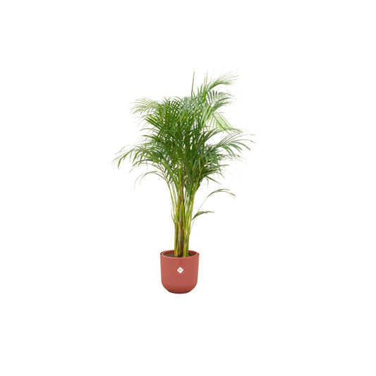 COMBI DEAL - Areca Palm Incl. Elho Jazz Ronde Rode Pot 26 - 140 cm