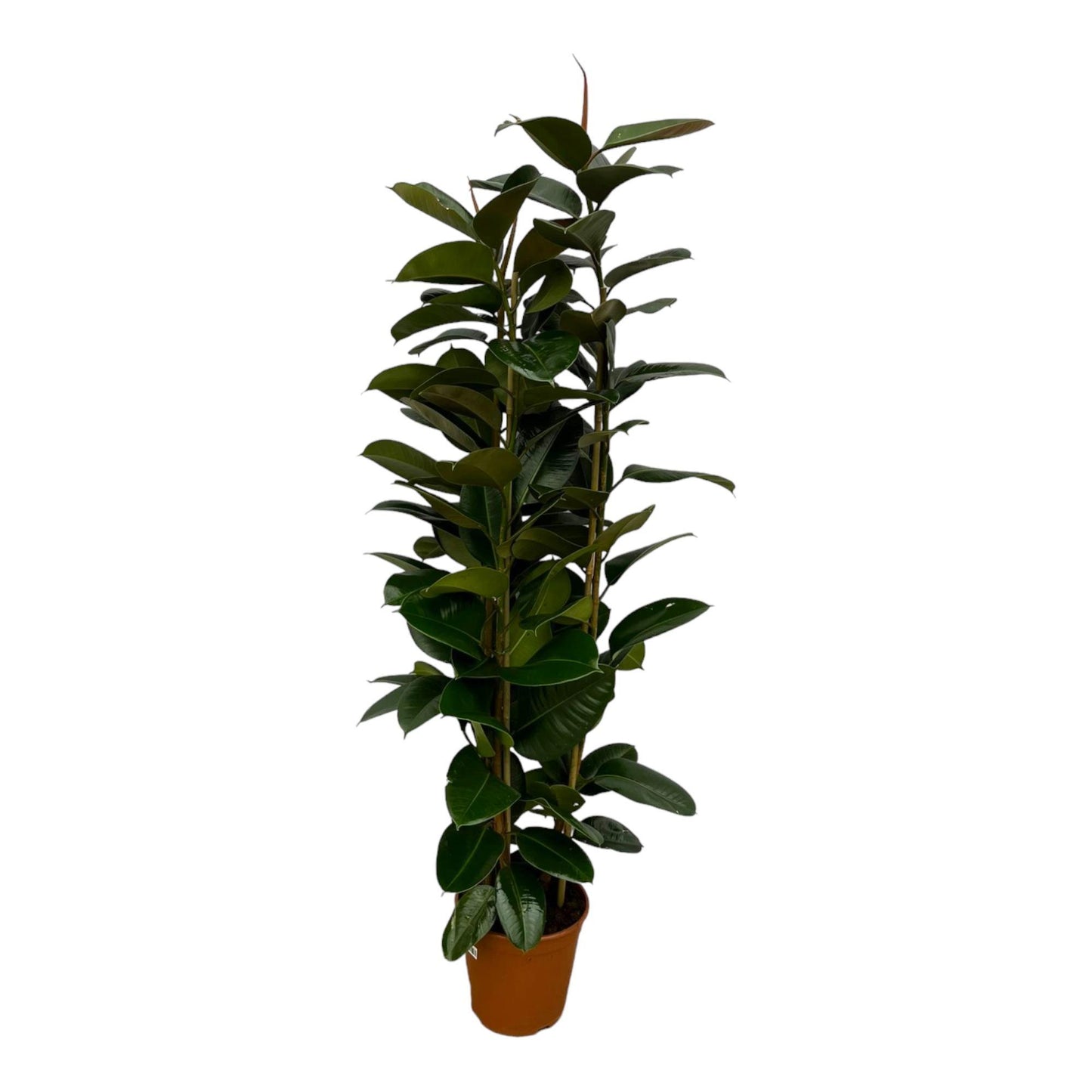 Ficus Elastica Robusta struik - 170 cm - 27 cm