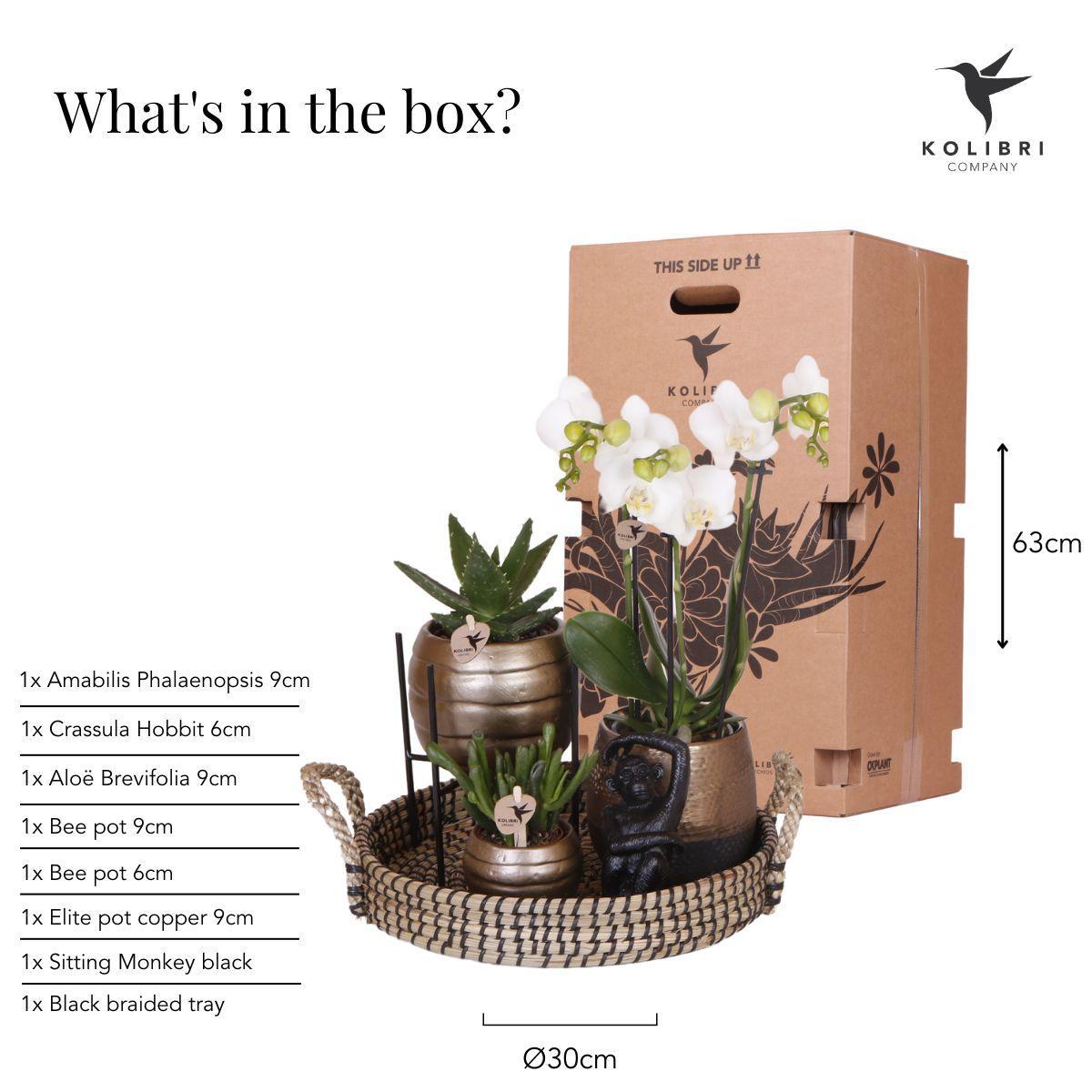 Gift set Home Hub - Set of Orchids en Succulents incl. Ceramic Pots