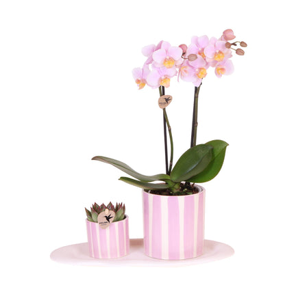 Gift Set Mediterranean Sunset Green Plant with Pink Orchid Andorra in Painted Stripe Decorative Pots on White Organic Tray