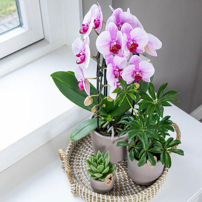 Roze Orchidee - Niagara Fall - potmaat 9cm