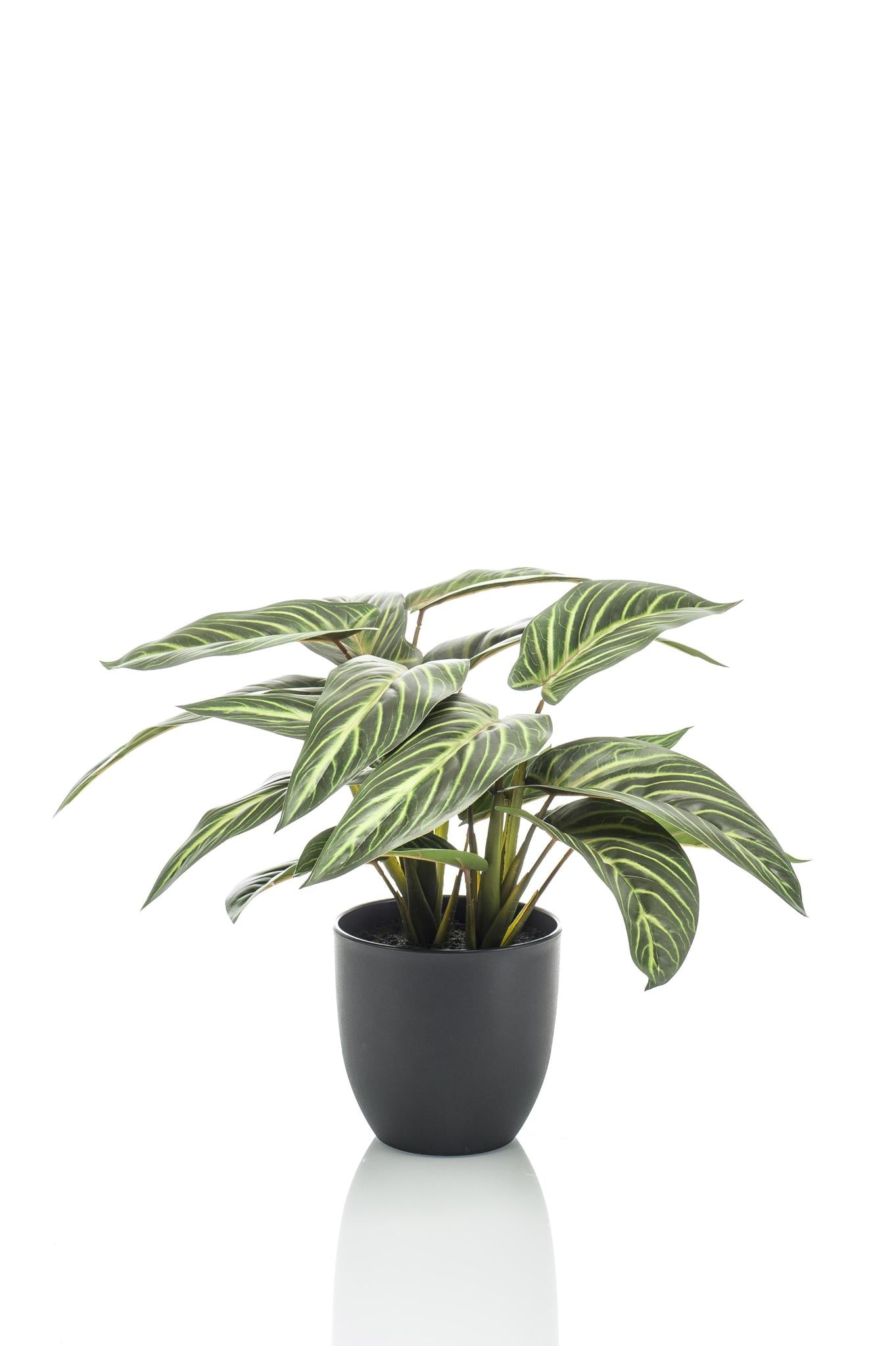 Kunstplant - Calathea Zebrina - Zebraplant - 38 cm