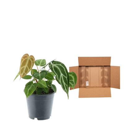 Green Mix 3 Plants - 35 cm - Pot size 12 cm - Monstera obliqua 'Monkey Leaf' + Philodendron Brandtianum + Anthurium Chrystallium