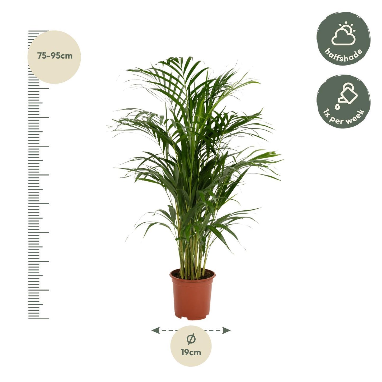 Areca Palm - Height 85 cm - Pot size 19 cm