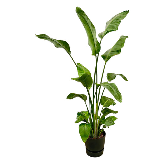 Strelitzia Nicolai + Elho Greenville Round black - 180 cm - 30 cm