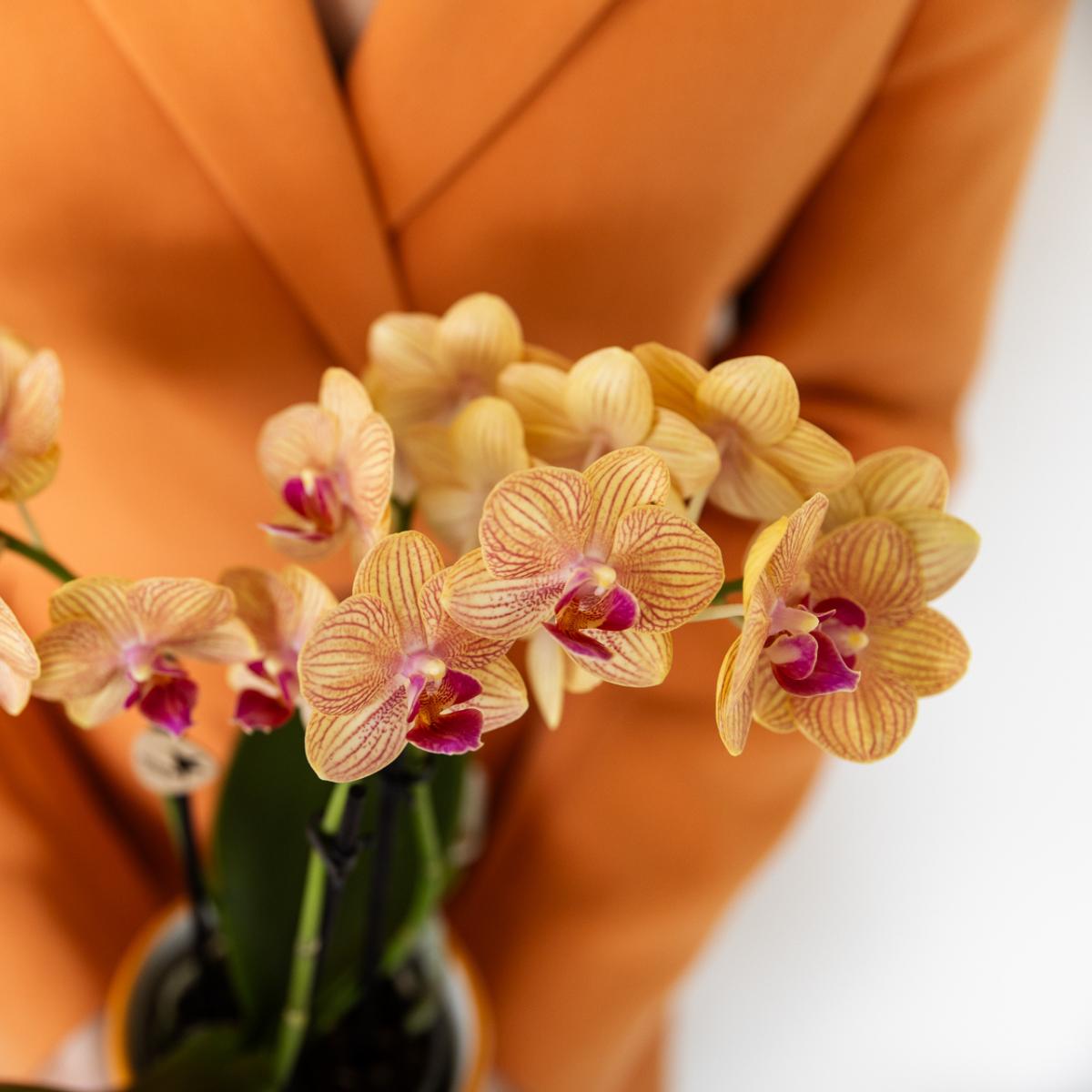 Orquídea Phalaenopsis naranja - Jamaica + maceta de rayas pintadas naranja - tamaño de maceta 9cm