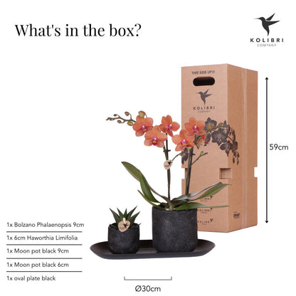 Plant set Home Hub small - Orange Orchid Bolzano and Succulent incl. ceramic decorative pots on a black tray