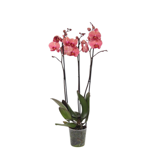 Narbonne orchid - 3 takken - Hoogte 60 cm - Potmaat 12cm