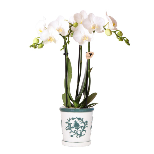 White Orchid Amabilis + Green Malaga Pot - Pot Size 9cm