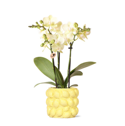 Gele Orchidee - Mexico + Citrus Decoratieve Pot Geel - Potmaat 9cm