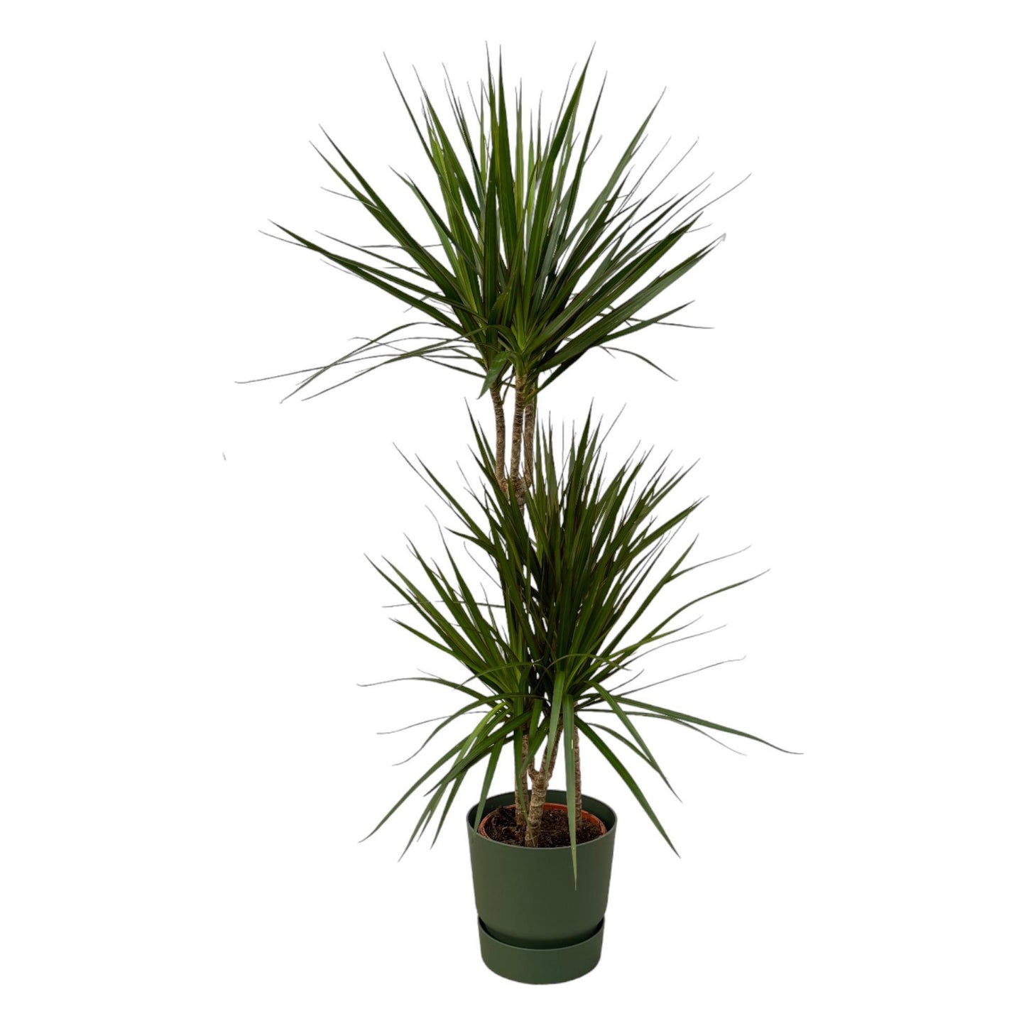 Dracaena Marginata - 120cm - 21cm inclusief elho Greenville Round groen D24xH23