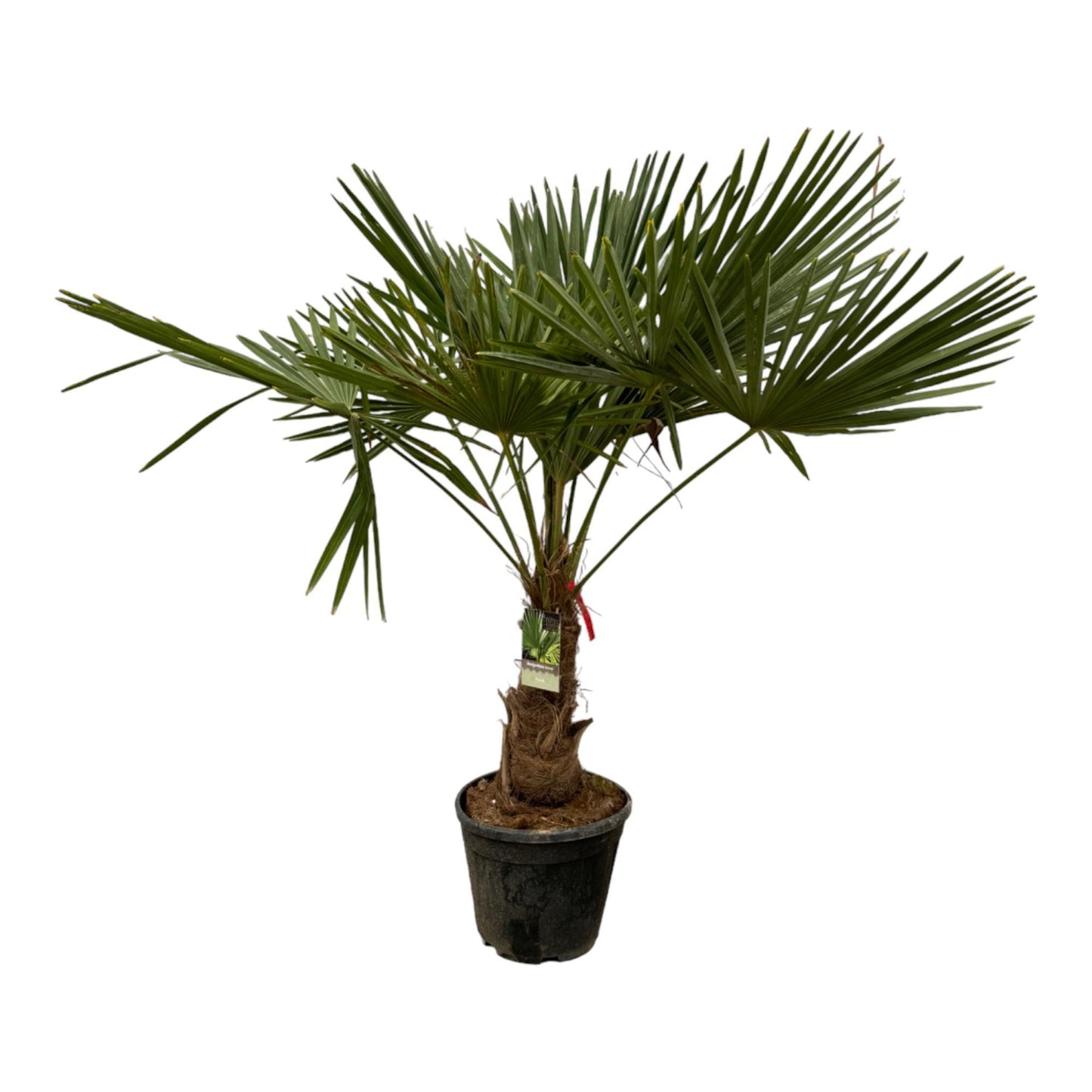 Trachycarpus Fortuneii - 200 cm - 30cm