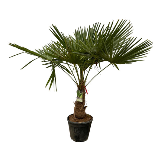 Trachycarpus Fortuneii - 200 cm - 30 cm