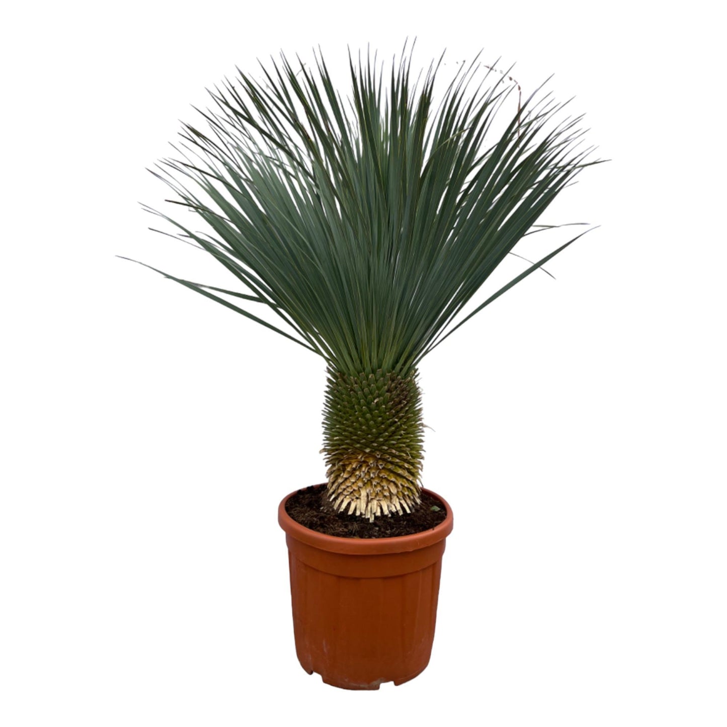 Yucca Rostrata - 160 cm - 50 cm