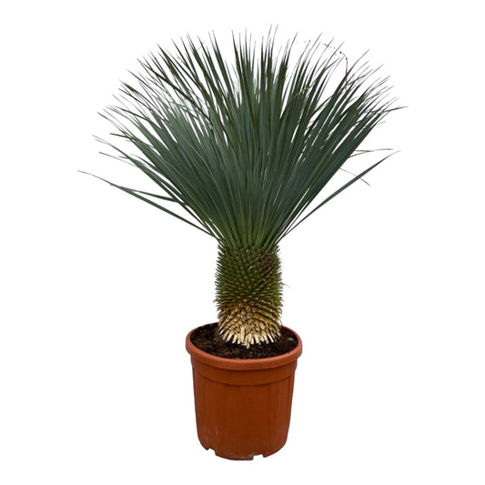 Yucca Rostrata - 160 cm - 50cm