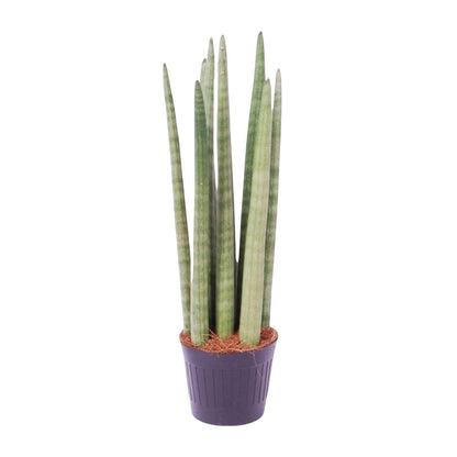 Sansevieria cylindrica 'Spaghetti' - 40 cm - 10,5 cm