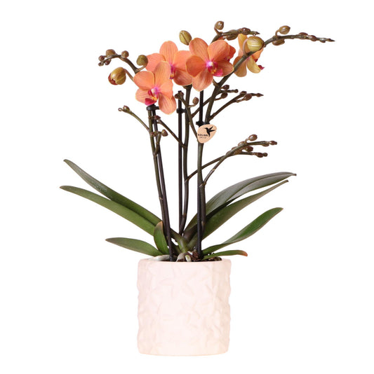 Oranje Orchidee Bolzano + Zeester Decoratieve Pot - Potmaat 9cm