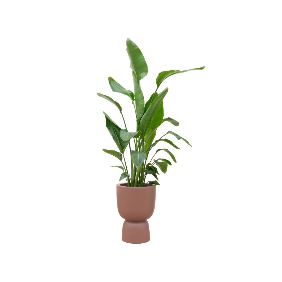 Strelitzia Nicolai + Elho Pure Coupe brown 35 cm - 200 cm