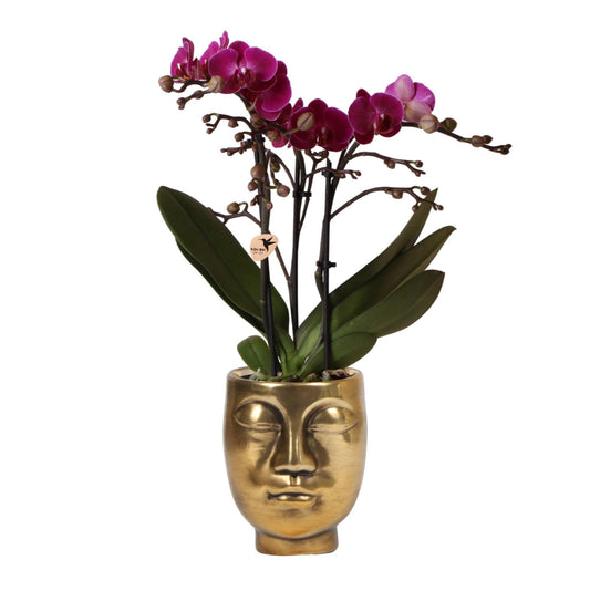 Paarse Orchidee - Morelia + Face to Face pot goud - potmaat 9cm - 35cm hoogte