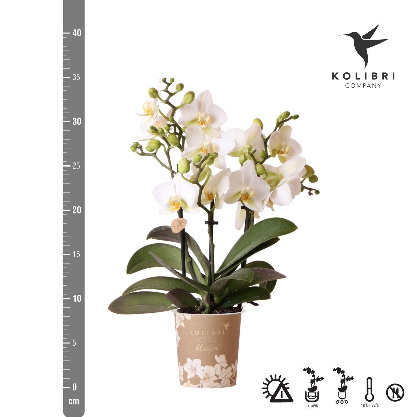 Witte Orchidee - Lausanne - potmaat 9cm