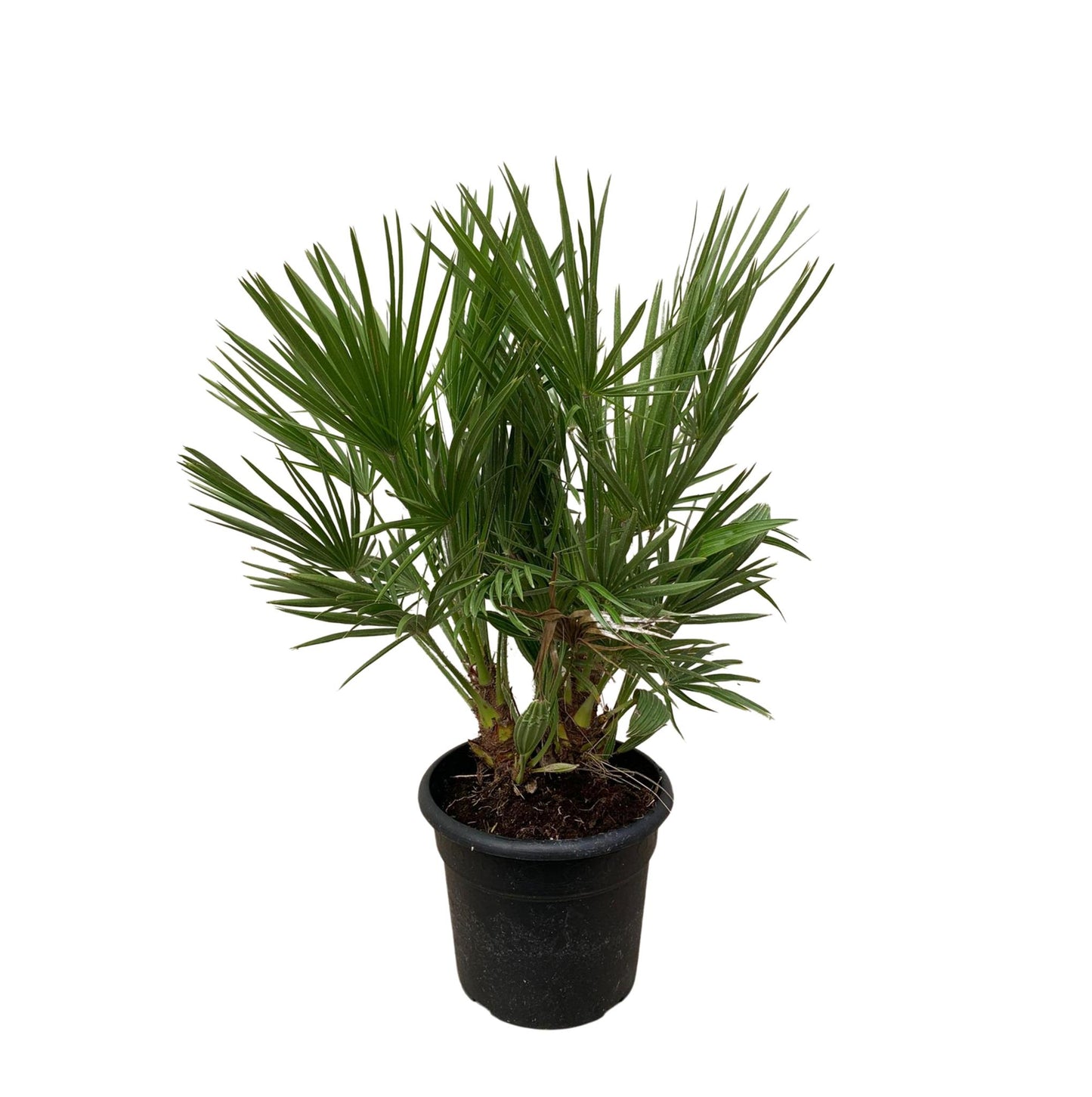 Chamaerops Humilis shrub - 100 cm - 24cm