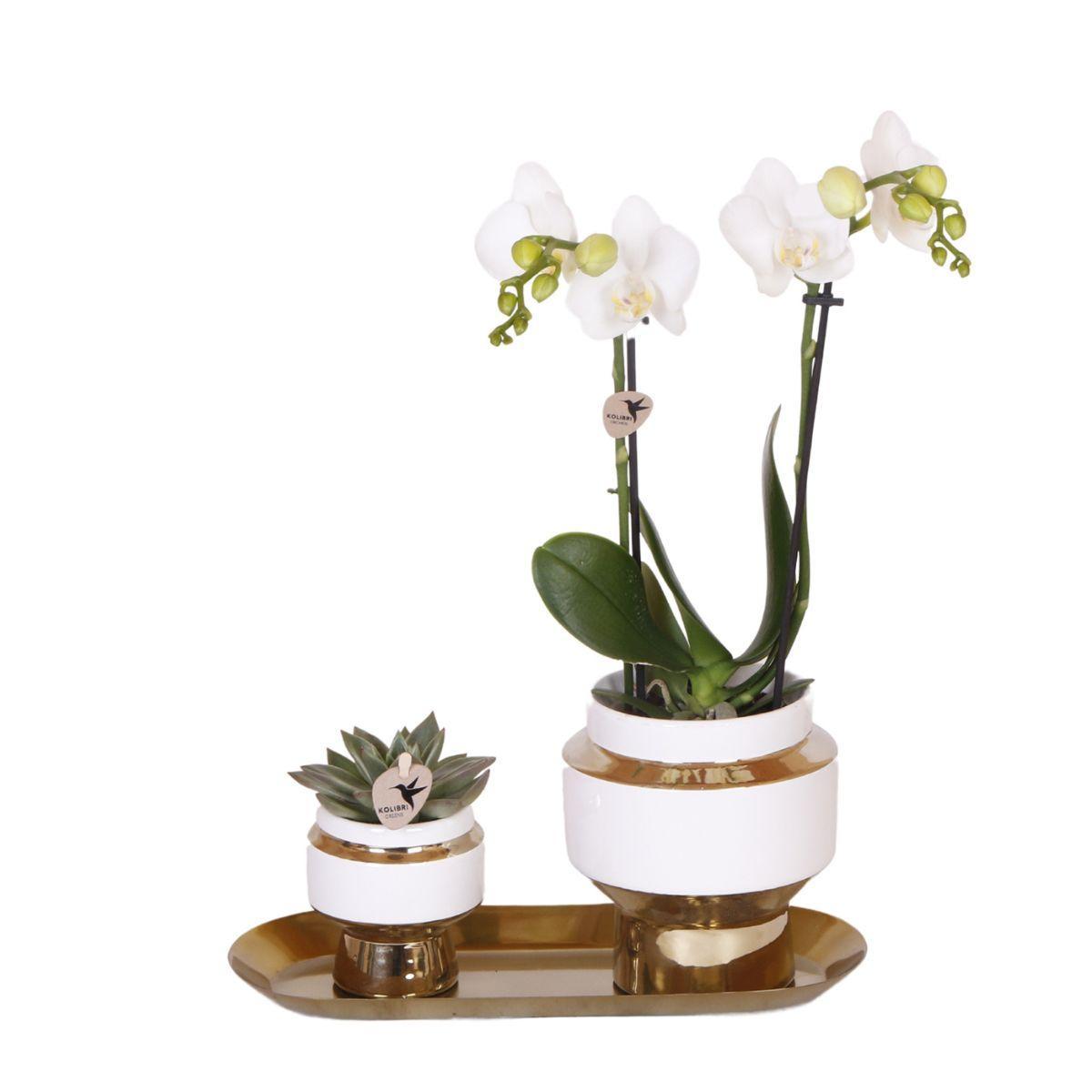 Conjunto de orquídeas Lush | Orquídea Phalaenopsis blanca en maceta de 9 cm y suculenta verde de 9 cm - incluye macetas de cerámica