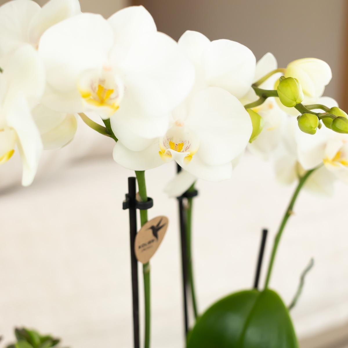 Witte Orchidee - Amabilis - potmaat 9cm