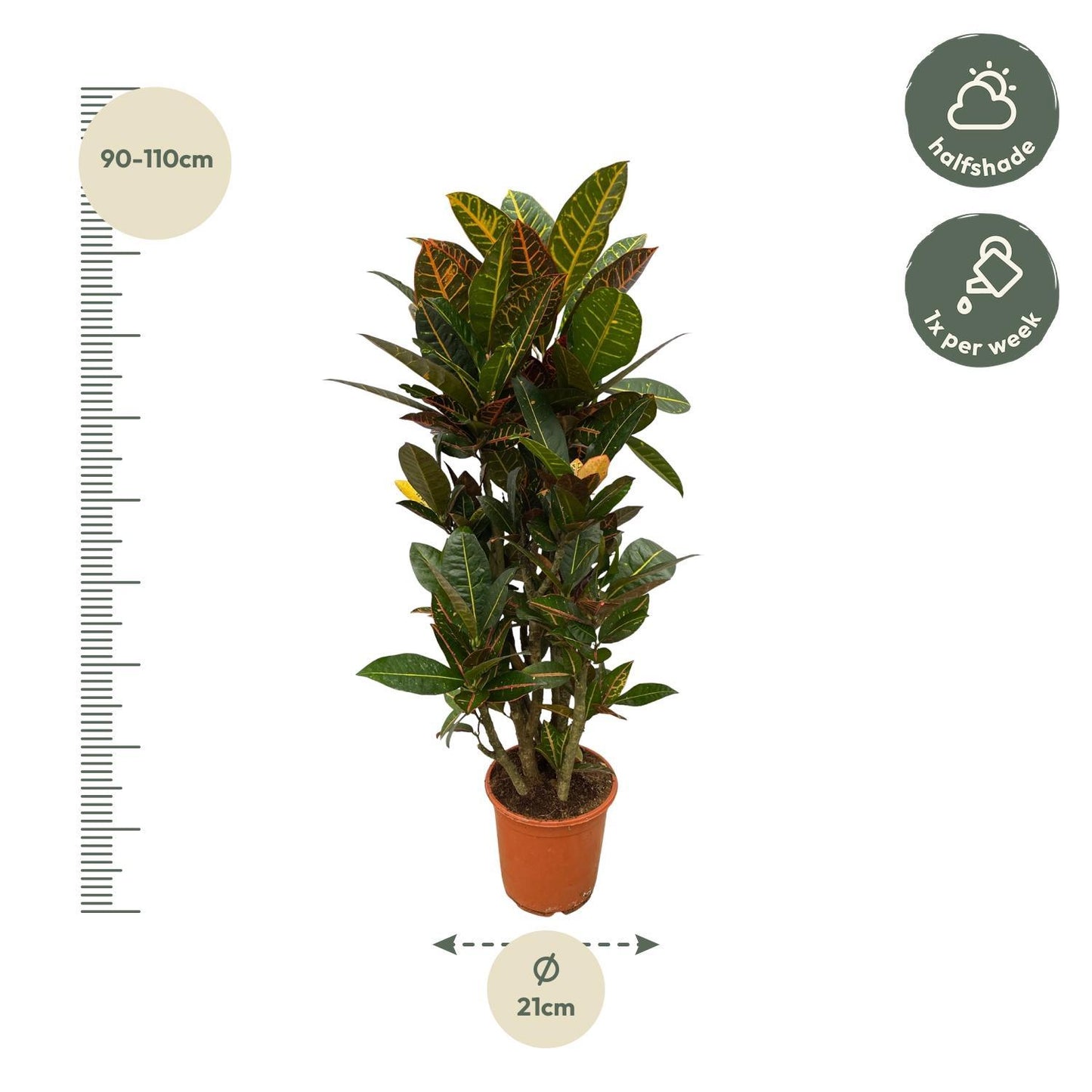 Codiaeum (Croton) Petra vertakt - Height 100 cm - Pot size 21 cm