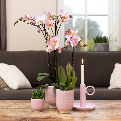 COMBI DEAL of 4 Pink Orchids - Andorra - pot size 9cm