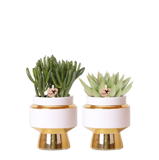 Succulent set of 2 plants in gold Le Chic decorative pots - ceramic pot size 9cm