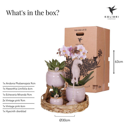 Gift set Romantic| Pink Orchids and Succulents incl. ceramic pots