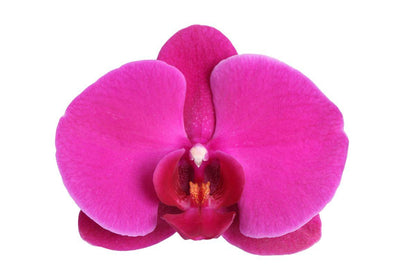 Phalaenopsis Joyride - Hoogte 60 cm - Potmaat 12cm