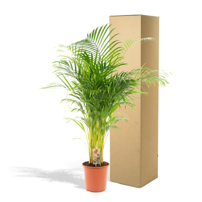 Areca Palm Tree - Height 130 cm - Pot size 24cm