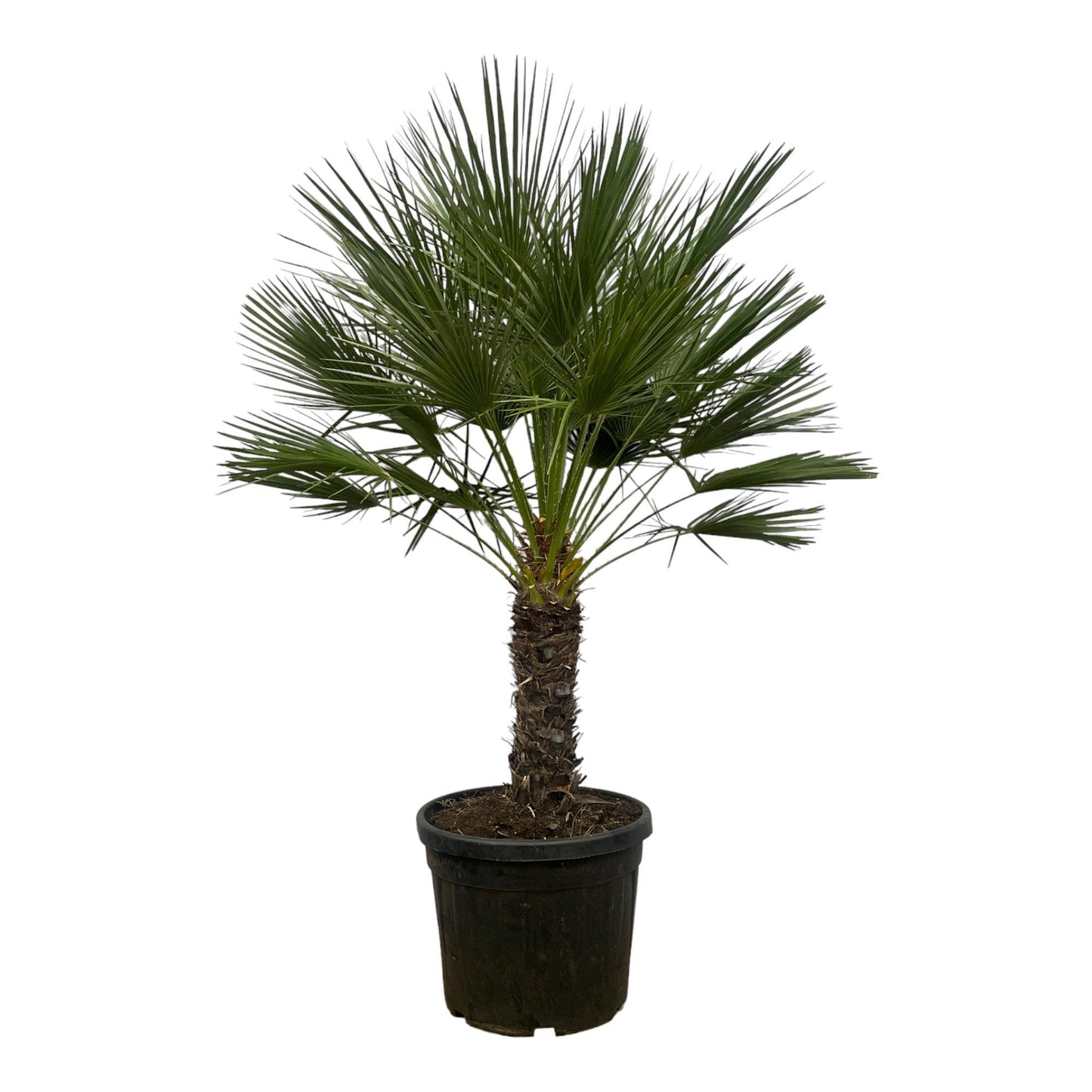 Chamaerops Humilis on a stem - 150 cm - 45 cm