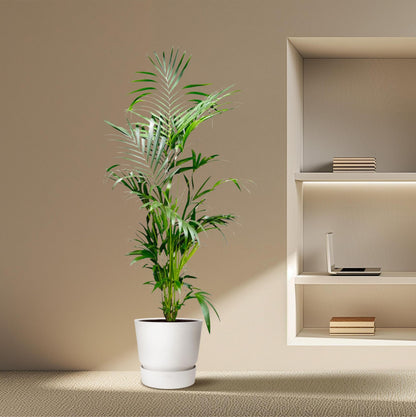 Kentia Palmboom - Hoogte 200 cm - Potmaat 24