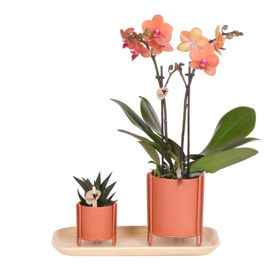 Plant Set Inner Retreat Terracotta Small - Green Plants with Orchid in Inner Retreat Terracotta Pots and Bamboo Tray