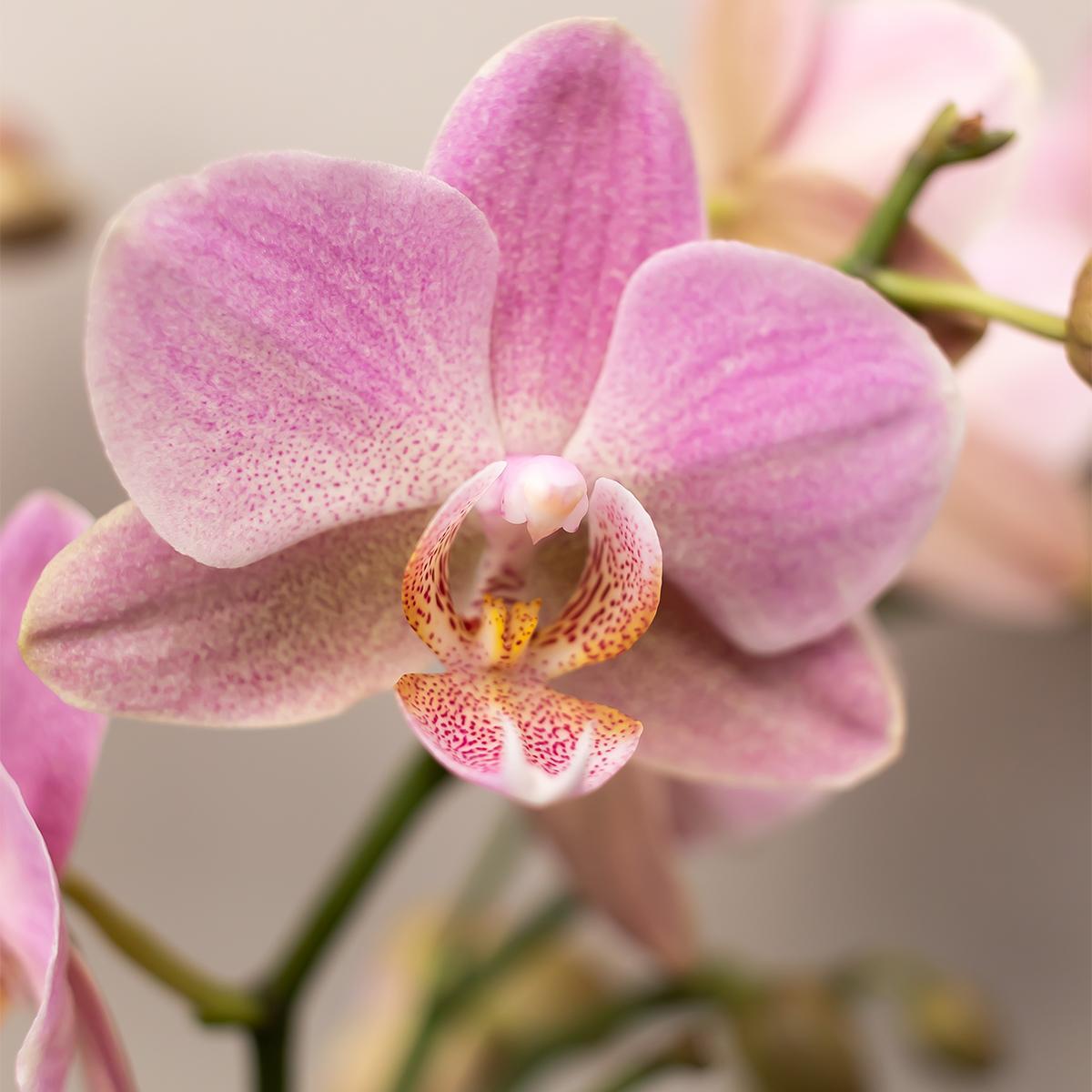 COMBI DEAL of 4 Pink Orchids - pot size 9cm